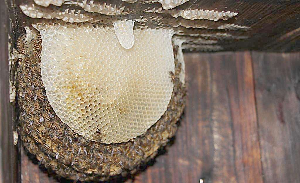 蜜蜂窩與馬蜂窩的區(qū)別 蜜蜂窩與馬蜂窩的區(qū)別