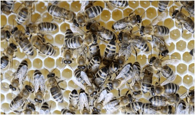 東北黑蜂是中蜂還是意蜂(東北黑蜂和中華蜜蜂的區別) 東北黑蜂是中蜂還是意蜂(東北黑蜂和中華蜜蜂的區別)