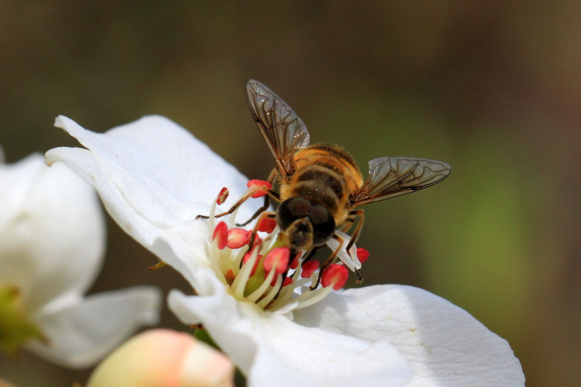 一斤花粉能喂多少蜜蜂(養(yǎng)蜂一般什么時候喂花粉) 一斤花粉能喂多少蜜蜂(養(yǎng)蜂一般什么時候喂花粉)