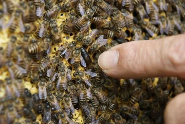 蜂王是怎么產生的? 蜂王是怎么產生的?