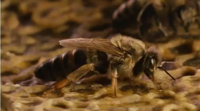 蜂王是怎么產生的? 蜂王是怎么產生的?