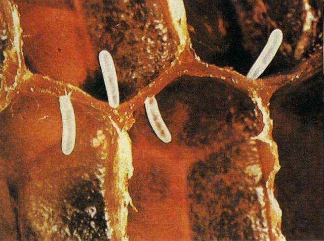 蜜蜂成長過程中的圖片 蜜蜂成長過程中的圖片