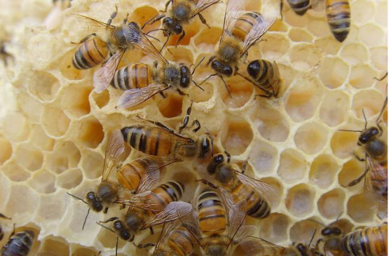 蜜蜂成長過程中的圖片 蜜蜂成長過程中的圖片