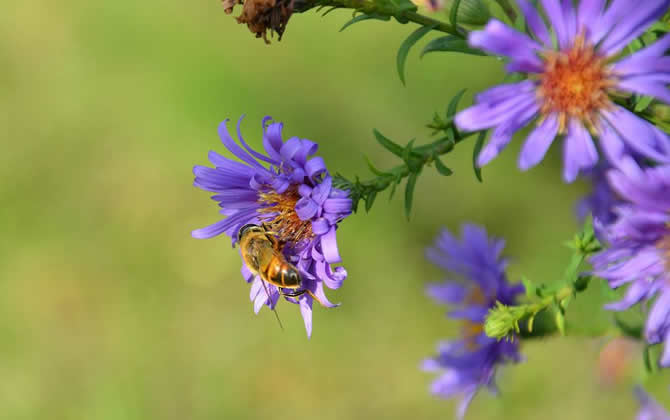 蜜蜂的習性及發育過程 蜜蜂的習性
