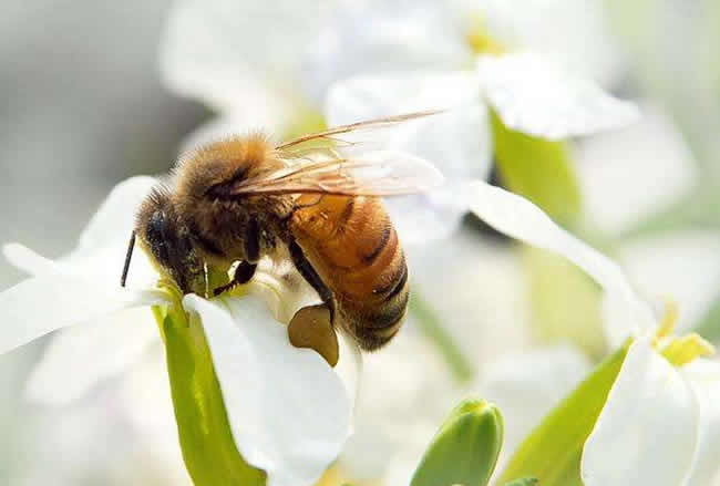 蜜蜂自然分蜂會飛多遠(yuǎn)？