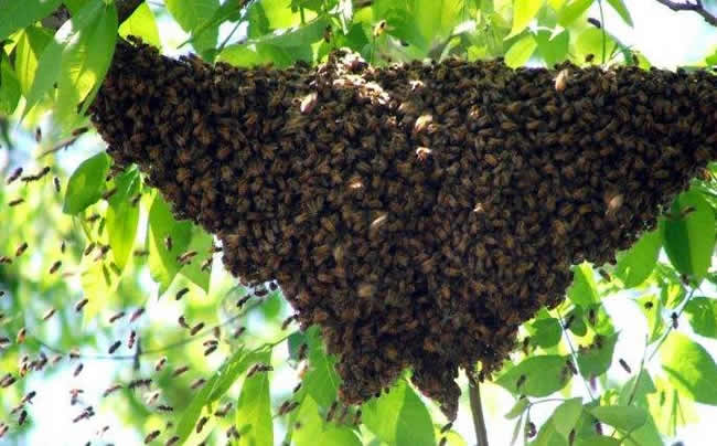 蜜蜂自然分蜂會飛多遠(yuǎn)？