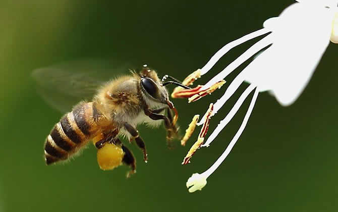 蜂群中的工蜂是公的還是母的? 工蜂