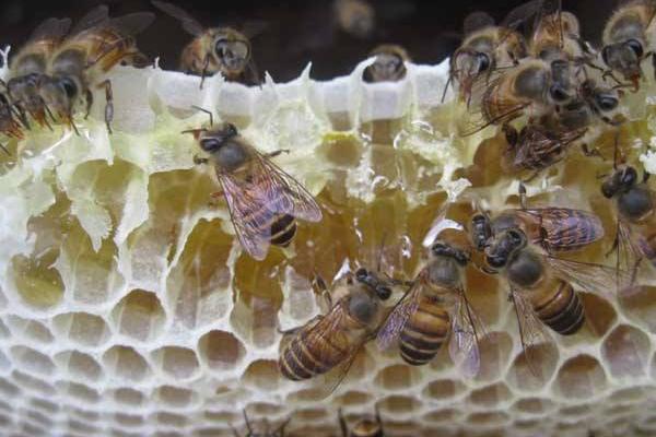 中蜂取蜂蜜的最佳時(shí)間是什么時(shí)候? 中蜂取蜂蜜的最佳時(shí)間是什么時(shí)候?