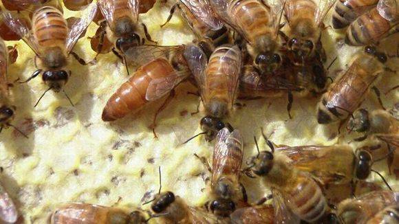 中蜂取蜂蜜的最佳時(shí)間是什么時(shí)候? 中蜂取蜂蜜的最佳時(shí)間是什么時(shí)候?