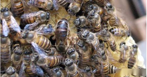 中蜂取蜂蜜的最佳時(shí)間是什么時(shí)候? 中蜂取蜂蜜的最佳時(shí)間是什么時(shí)候?