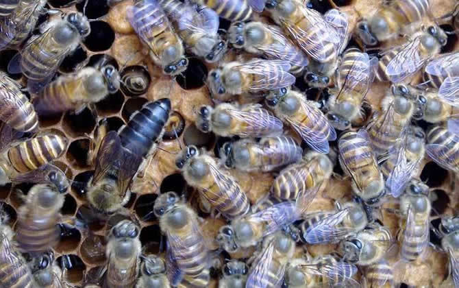 蜂王產卵后還會交尾嗎? 蜂王產卵