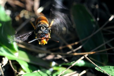 夏天工蜂怠工是什么原因(工蜂為啥不出勤) 夏天工蜂怠工是什么原因(工蜂為啥不出勤)