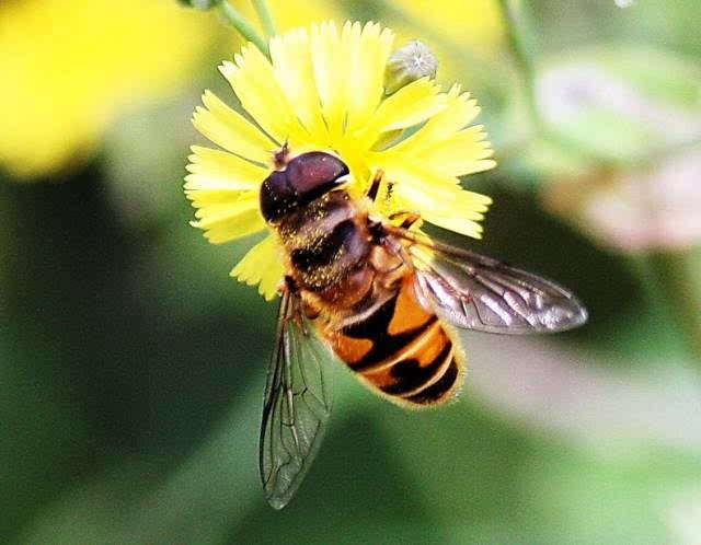 蜂王生的工蜂與雄蜂親緣系數(shù)（工蜂為啥從不把雄蜂當(dāng)“爹”）