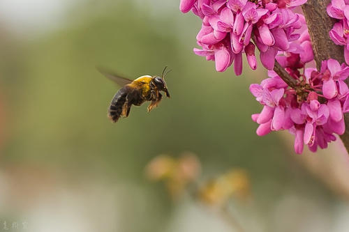 取走蜂蜜對(duì)蜜蜂有影響嗎(蜂蜜被取走了蜜蜂會(huì)餓死嗎?) 取走蜂蜜對(duì)蜜蜂有影響嗎(蜂蜜被取走了蜜蜂會(huì)餓死嗎?)