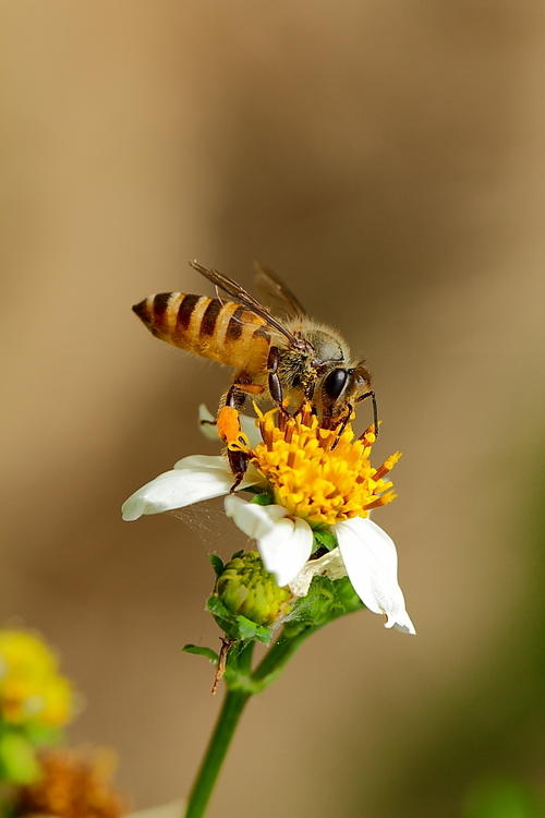 取走蜂蜜對(duì)蜜蜂有影響嗎(蜂蜜被取走了蜜蜂會(huì)餓死嗎?) 取走蜂蜜對(duì)蜜蜂有影響嗎(蜂蜜被取走了蜜蜂會(huì)餓死嗎?)