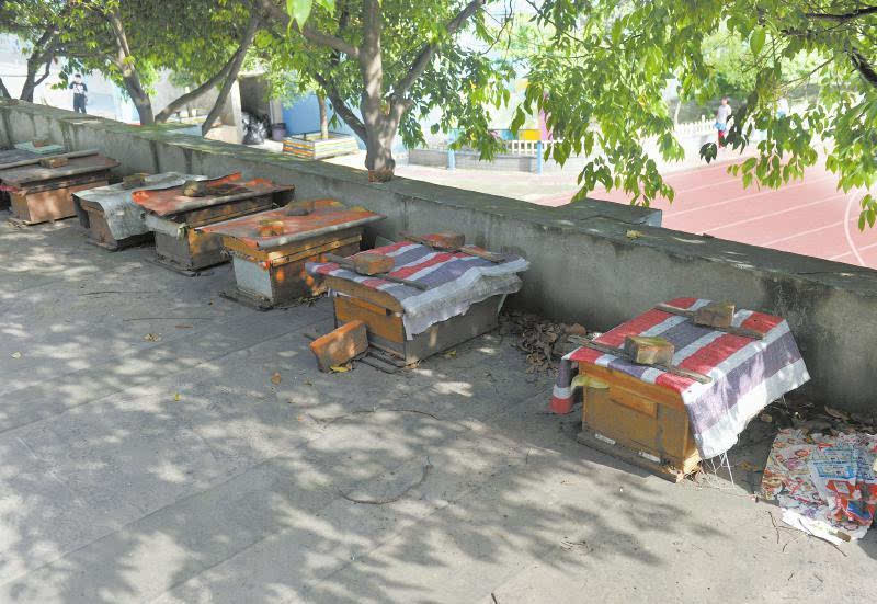 一個山區中蜂場最多養多少箱中蜂(想要養殖1000箱蜜蜂,需要注意哪些問題) 一個山區中蜂場最多養多少箱中蜂(想要養殖1000箱蜜蜂,需要注意哪些問題)