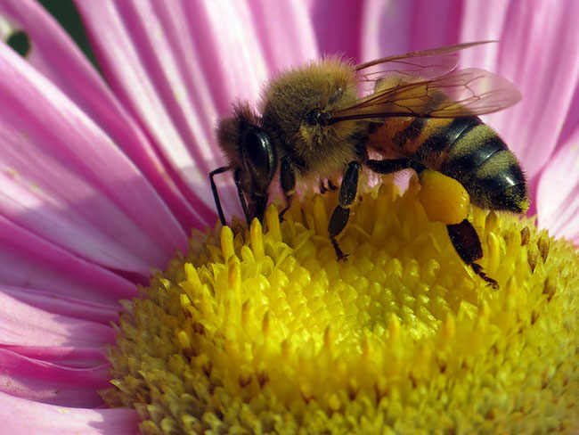 中蜂養(yǎng)殖中的關王技巧