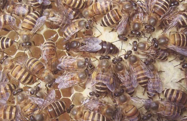 中蜂養(yǎng)殖中的關王技巧