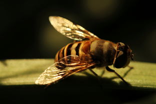 中蜂標(biāo)準(zhǔn)蜂箱55元可以嗎(中蜂蜂箱批發(fā)價(jià)格50元) 中蜂標(biāo)準(zhǔn)蜂箱55元可以嗎(中蜂蜂箱批發(fā)價(jià)格50元)