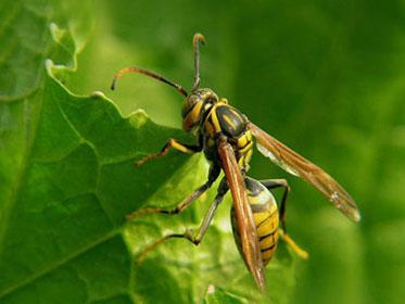蜂場殘余意蜂收集起來介王可以嗎（養(yǎng)蜂人走后收集散蜂，然后用中蜂王去管理行嗎）