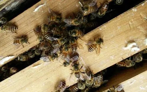 蜜蜂的生命周期有多長(zhǎng) 蜜蜂的生命周期有多長(zhǎng)