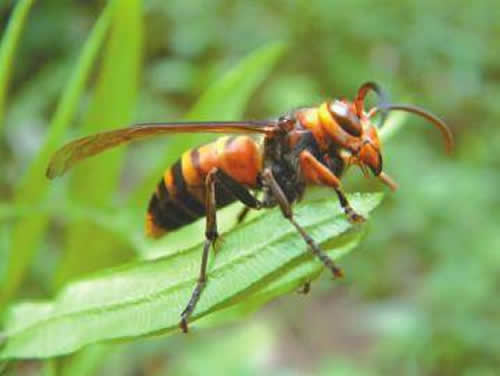 一窩胡蜂(馬蜂)有多少個蜂王?(野生和家養(yǎng)的有差異) 一窩胡蜂(馬蜂)有多少個蜂王?(野生和家養(yǎng)的有差異)