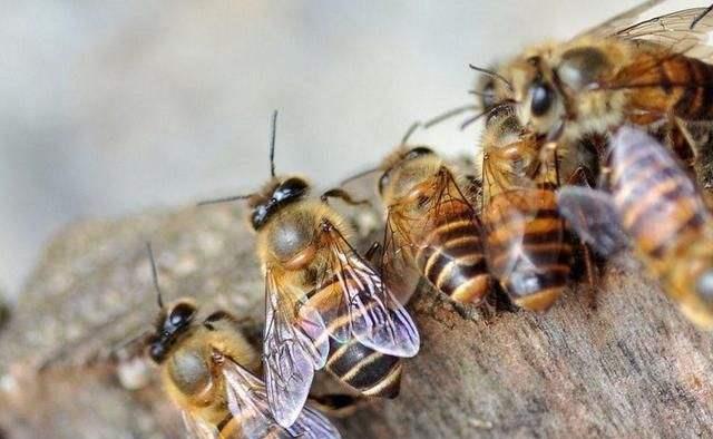 蜂群出現(xiàn)雄蜂要多久會(huì)自然分蜂(蜜蜂起雄蜂是不是就要分蜂) 蜂群出現(xiàn)雄蜂要多久會(huì)自然分蜂(蜜蜂起雄蜂是不是就要分蜂)