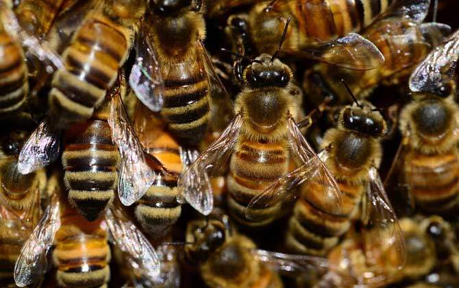 意大利蜜蜂分蜂怎么分(意蜂分蜂技術) 意大利蜜蜂分蜂怎么分(意蜂分蜂技術)