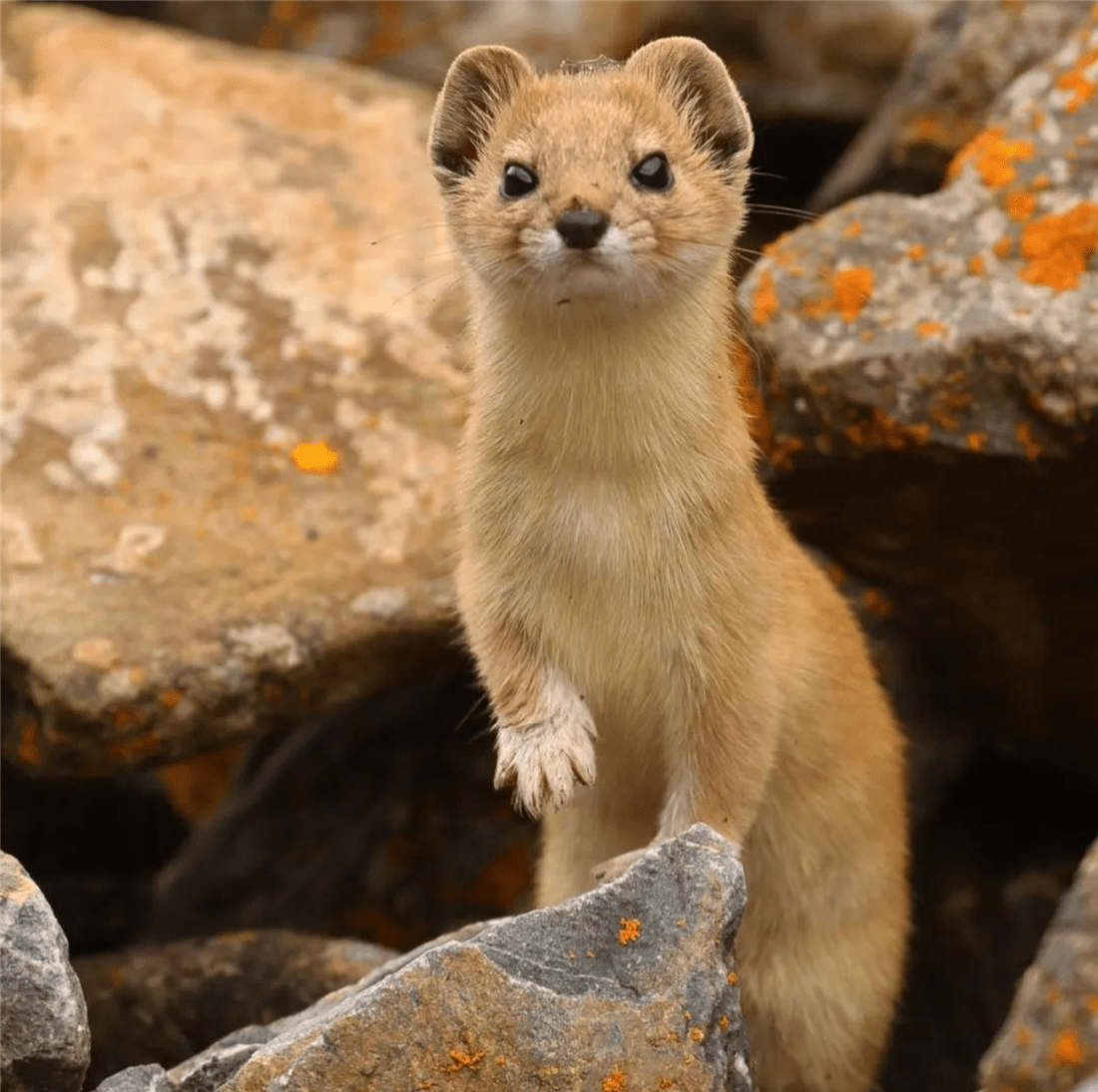 帕米爾高原的香鼬為何散發(fā)一種香氣? 新疆帕米爾高原發(fā)現(xiàn)香鼬,不足1斤,敢捕食比自己重100倍的盤(pán)羊