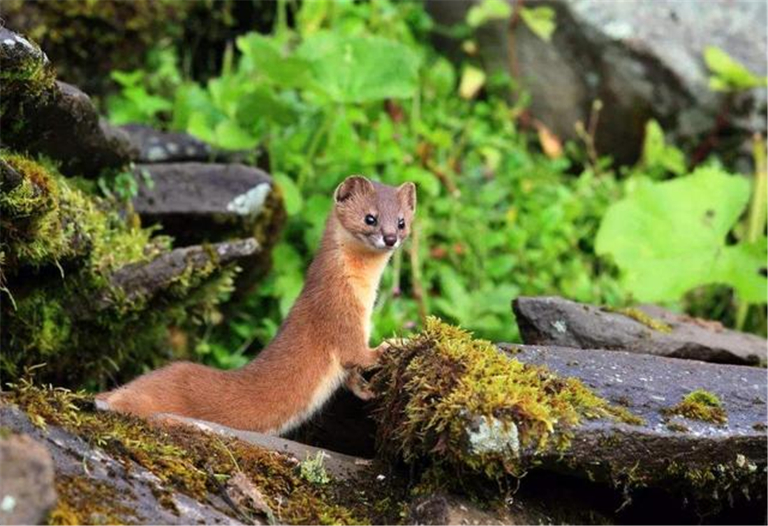 帕米爾高原的香鼬為何散發(fā)一種香氣? 新疆帕米爾高原發(fā)現(xiàn)香鼬,不足1斤,敢捕食比自己重100倍的盤(pán)羊