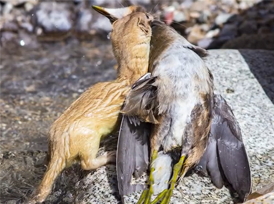 帕米爾高原的香鼬為何散發(fā)一種香氣? 新疆帕米爾高原發(fā)現(xiàn)香鼬,不足1斤,敢捕食比自己重100倍的盤(pán)羊