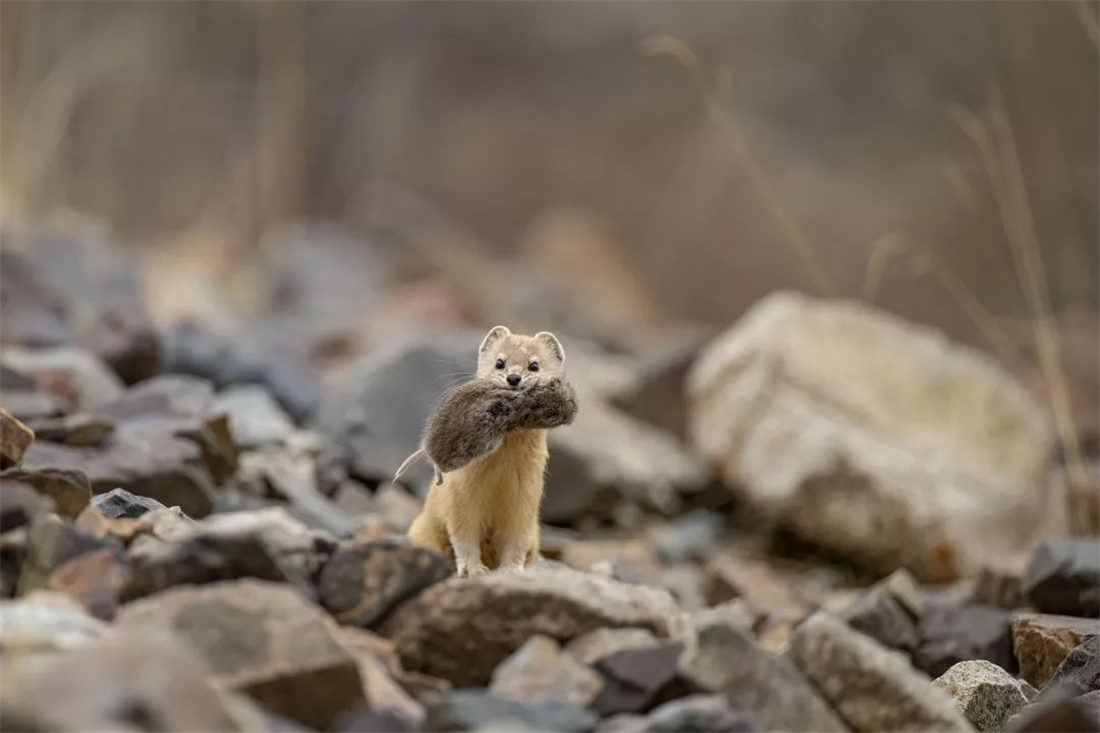 帕米爾高原的香鼬為何散發(fā)一種香氣? 新疆帕米爾高原發(fā)現(xiàn)香鼬,不足1斤,敢捕食比自己重100倍的盤(pán)羊
