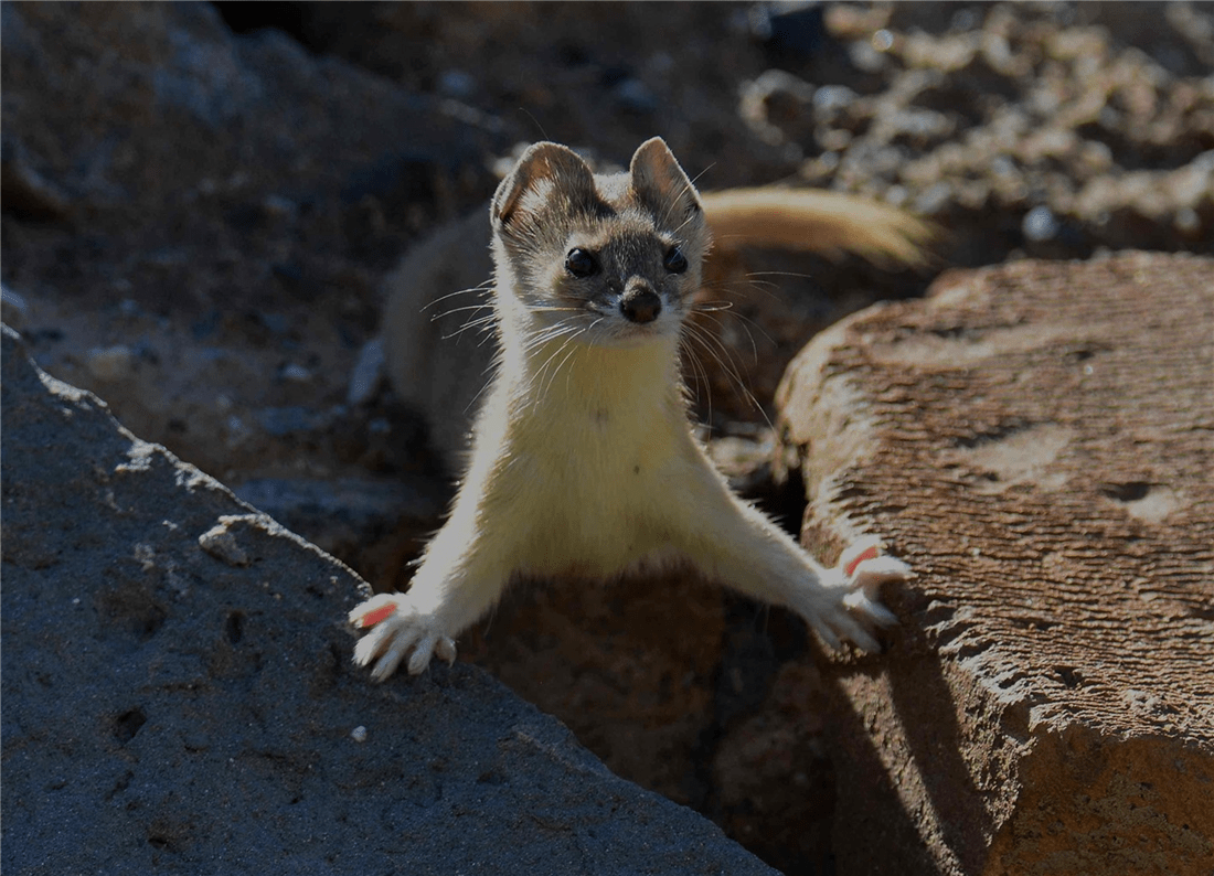 帕米爾高原的香鼬為何散發(fā)一種香氣? 新疆帕米爾高原發(fā)現(xiàn)香鼬,不足1斤,敢捕食比自己重100倍的盤(pán)羊