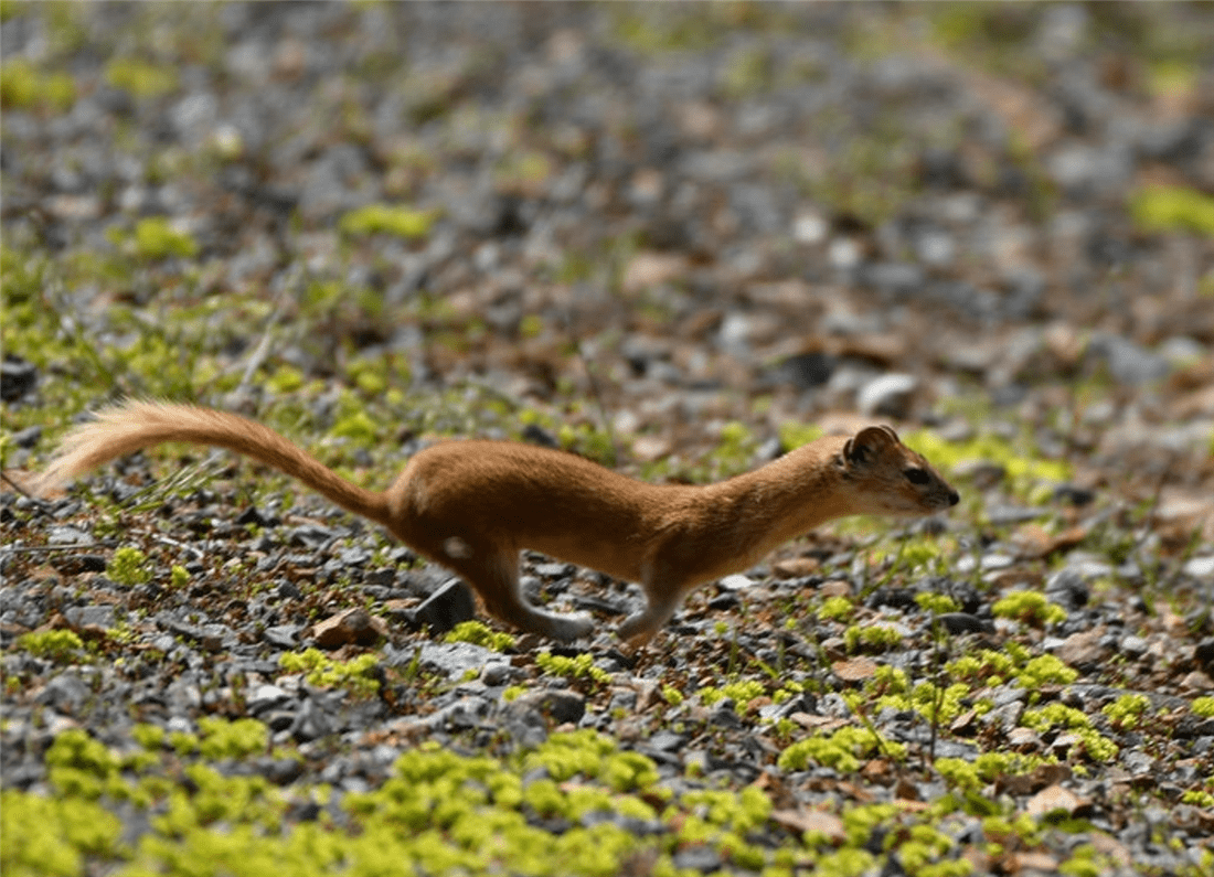 帕米爾高原的香鼬為何散發(fā)一種香氣? 新疆帕米爾高原發(fā)現(xiàn)香鼬,不足1斤,敢捕食比自己重100倍的盤(pán)羊