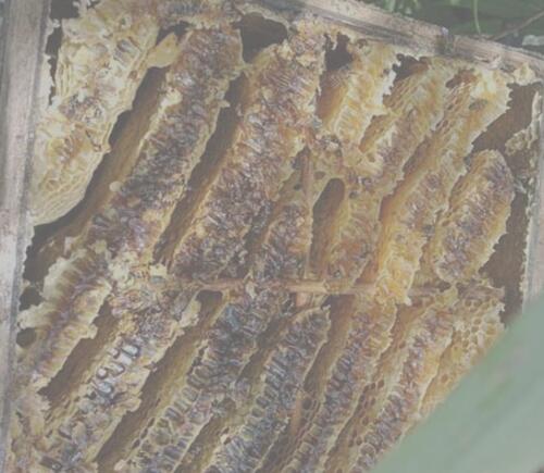 養(yǎng)野蜂的技巧與注意事項(xiàng)(養(yǎng)野蜂怎么養(yǎng)) 養(yǎng)野蜂的技巧與注意事項(xiàng)(養(yǎng)野蜂怎么養(yǎng))