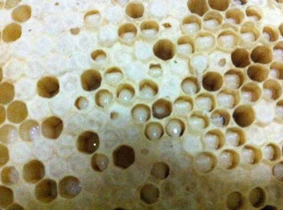 中蜂白頭病用什么藥好?(中蜂白頭蛹病的預防和治療) 中蜂白頭病用什么藥好?(中蜂白頭蛹病的預防和治療)