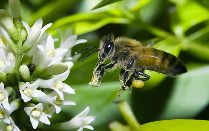 關于蜜蜂的知識 關于蜜蜂的知識