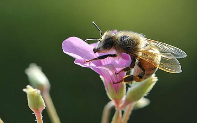 關于蜜蜂的知識 關于蜜蜂的知識