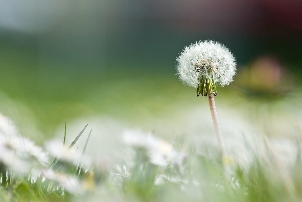 蒲公英開花時間是幾點(蒲公英的功效與作用) 蒲公英開花時間是幾點(蒲公英的功效與作用)