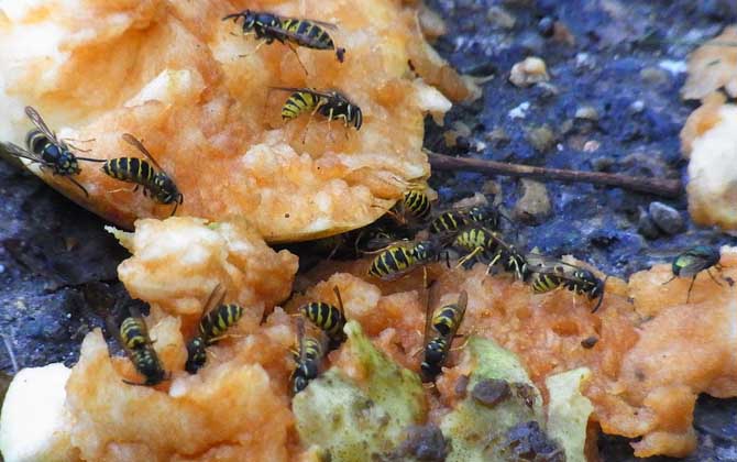 野生馬蜂怎么過冬（馬蜂是怎樣度過冬天的？）