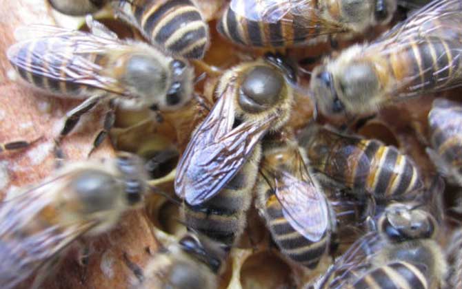 中蜂阿壩王產蜜高不高(阿壩中蜂一年能產多少蜜) 中蜂阿壩王產蜜高不高(阿壩中蜂一年能產多少蜜)