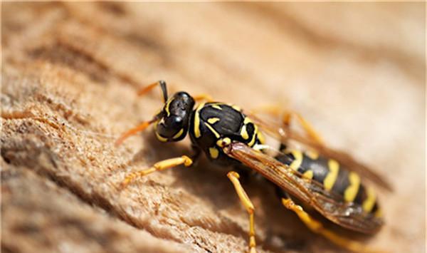 中國毒蜂排名榜(哪些是毒蜂？)