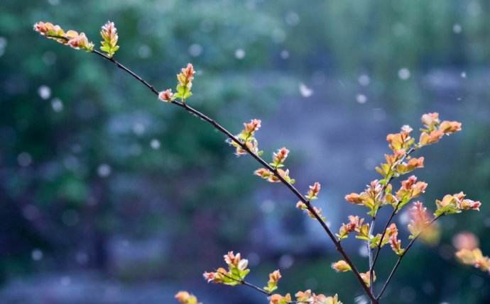 蜂群發(fā)展過弱怎么辦？