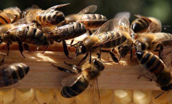 蜂王分家時為什么會有蜜蜂跟隨(蜜蜂跟隨蜂王的原因) 蜂王分家時為什么會有蜜蜂跟隨(蜜蜂跟隨蜂王的原因)