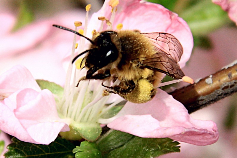 蜜蜂除螨用什么藥效果最好(殺蜂螨什么藥效果好) 蜜蜂除螨用什么藥效果最好(殺蜂螨什么藥效果好)