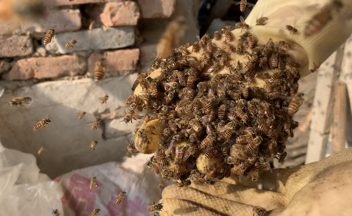 土蜂和蜜蜂、馬蜂的區別(土蜂是什么蜂種) 土蜂和蜜蜂、馬蜂的區別(土蜂是什么蜂種)