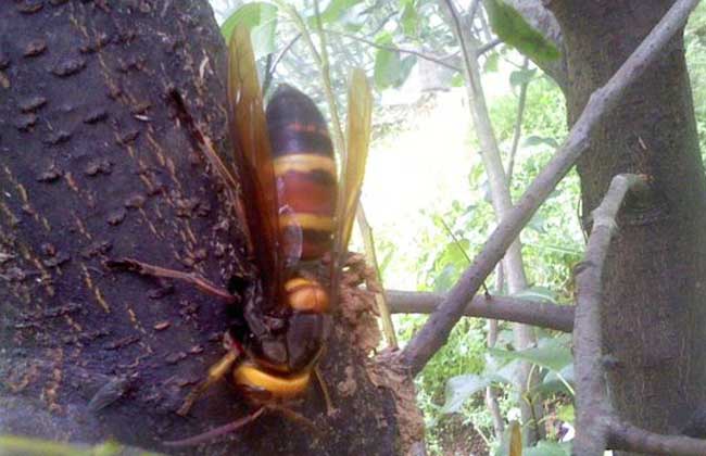 中國大虎頭蜂的生活環境（胡蜂的生活環境）