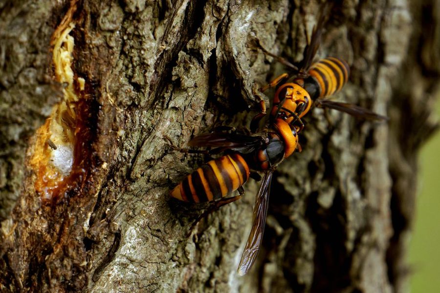 中國大虎頭蜂的生活環境（胡蜂的生活環境）