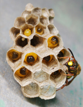 中國大虎頭蜂的生活環境（胡蜂的生活環境）