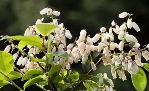 江西主要蜜源植物（江西省蜜蜂主要蜜源的介紹）